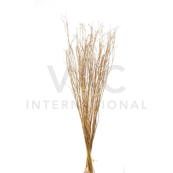 Dhania Tree – Vac International