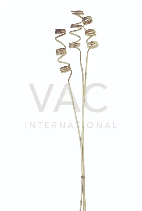 Jumbo Cane Step Spring – Vac International