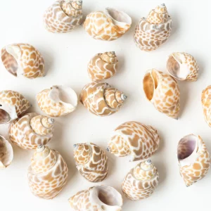 Sea Shells