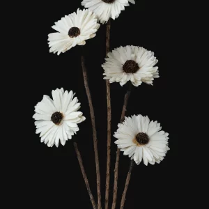 Sola Flowers On Stem